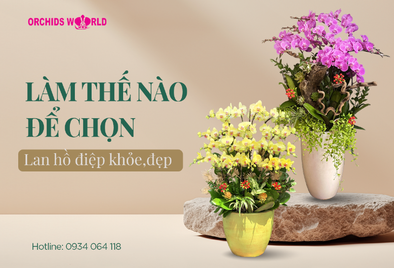 Cách chọn cây lan hồ điệp khỏe mạnh để trồng tại nhà cho hoa đẹp